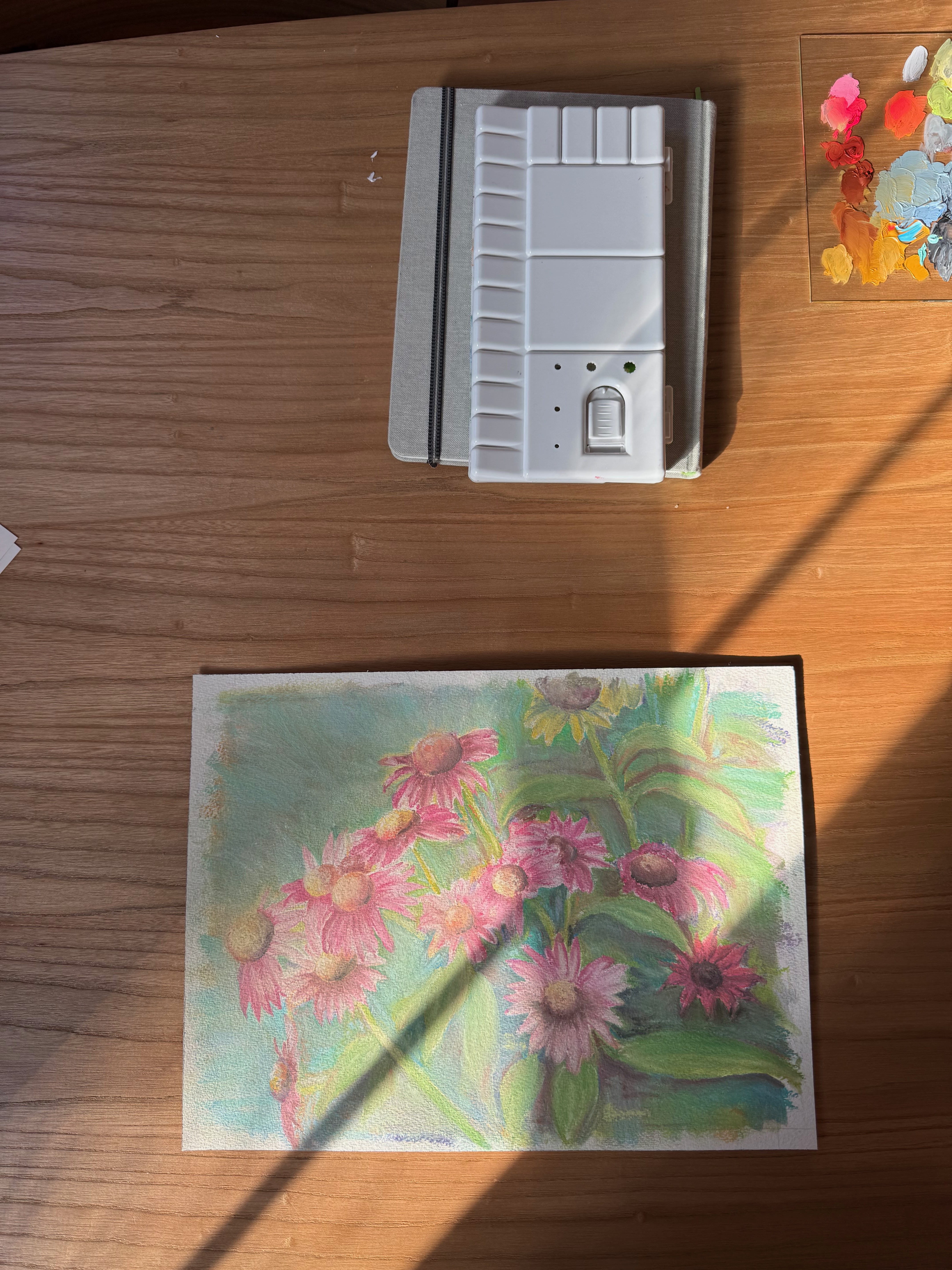 Echinacea pastel